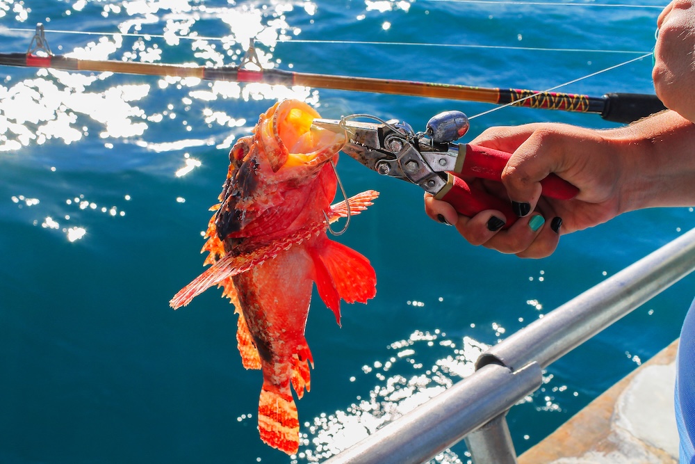 person catching a rockfish on a fishing charter